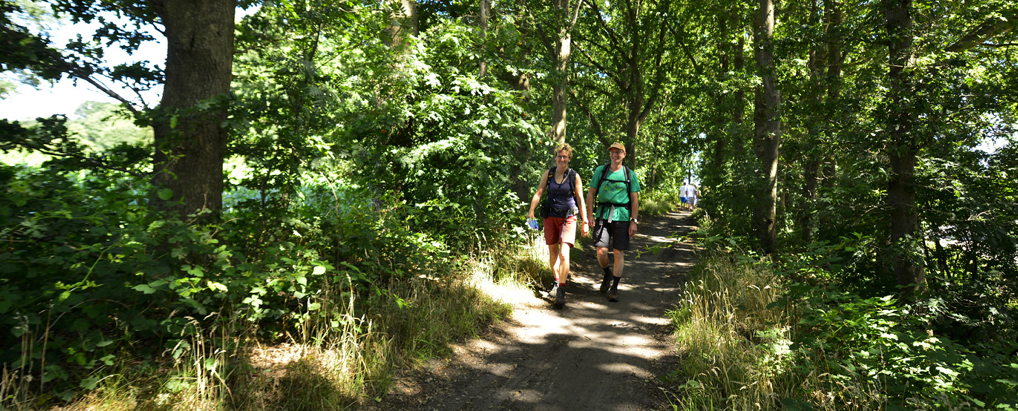 Wandelen op de Utrechtse Heuvelrug