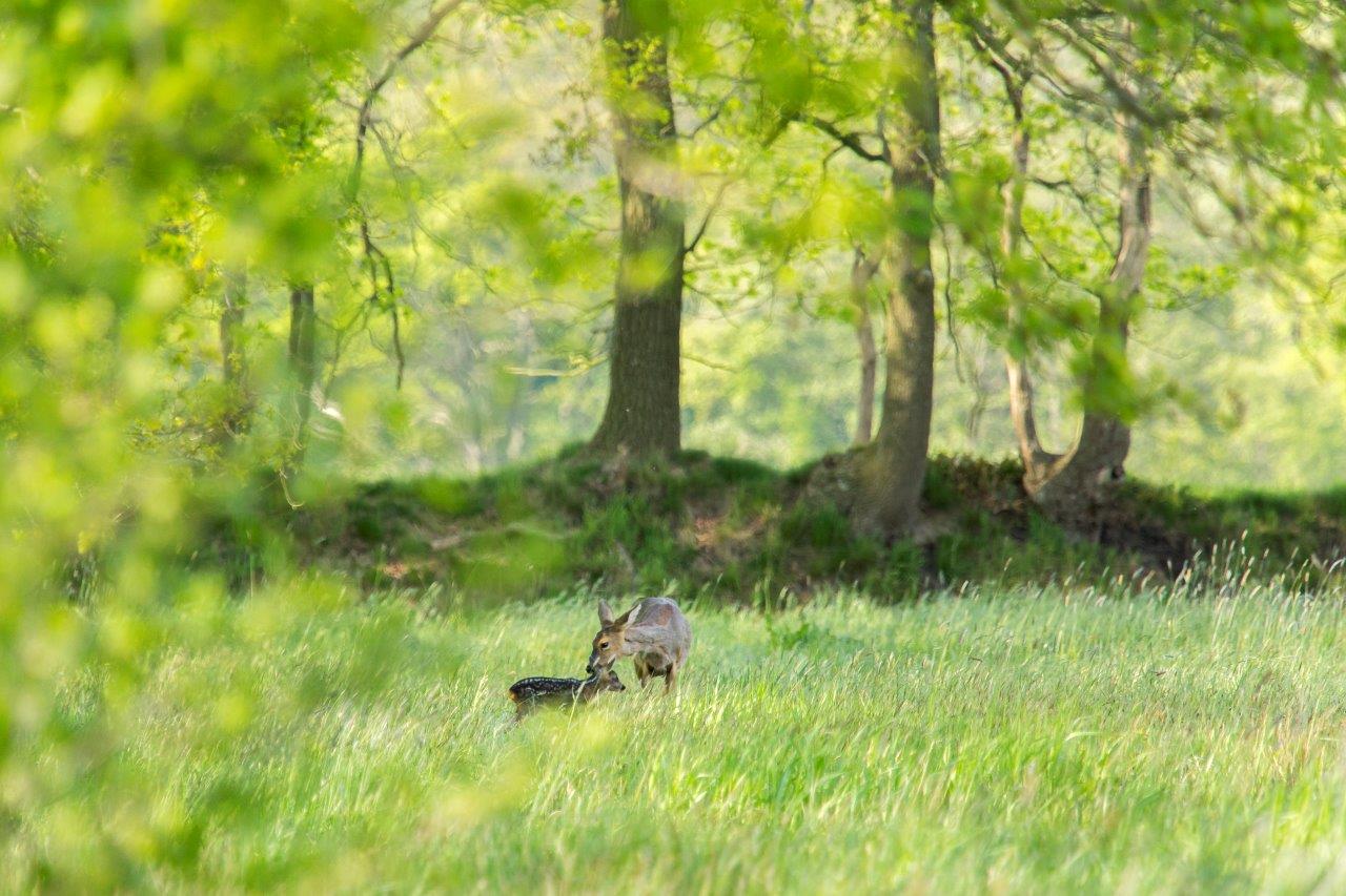 Ontdek Flora En Fauna Op De Heuvelrug - Nationaal Park Utrechtse Heuvelrug